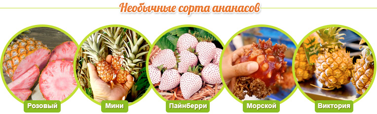 Ongebruikelijke soorten ananas: Pink, Mini, Pineburr, Marine, Victoria