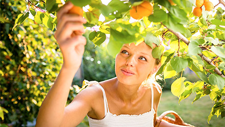 Flickan samlar aprikoser från trädet.