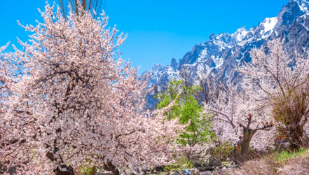 Meruňky kvetoucí v údolí Hunza