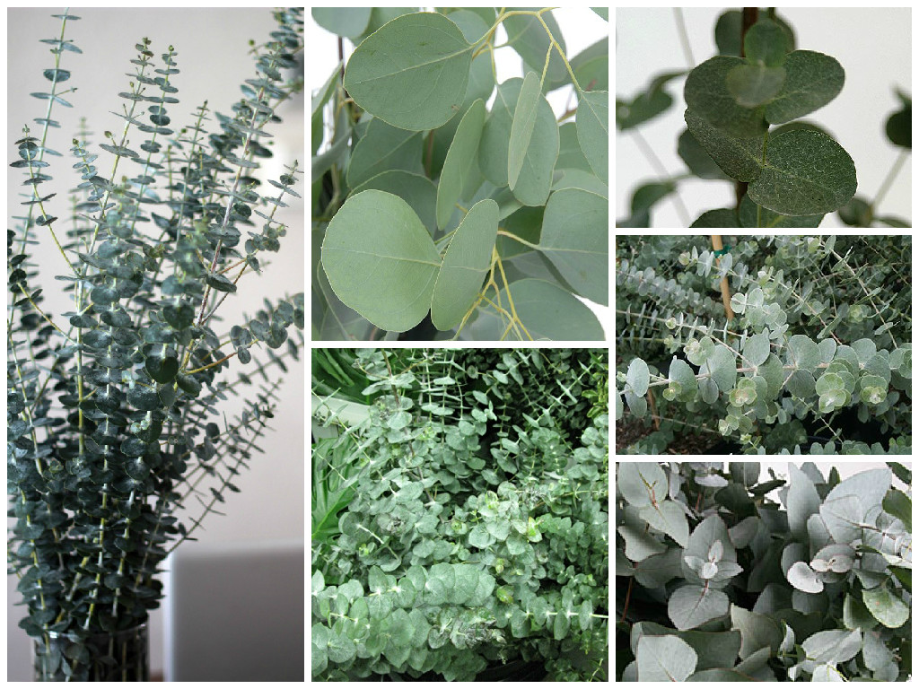 Madu Eucalyptus: nektar pudina Abkhazia