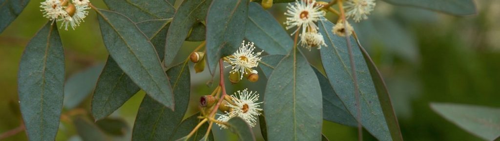 contra-indicaties van eucalyptushoning
