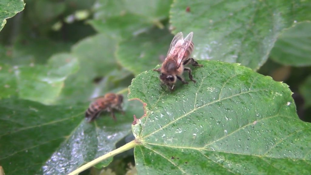 Mật ong Honeydew: nó trông như thế nào và nó khác biệt như thế nào