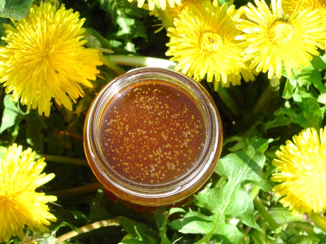 Púpavový med: výhody, zloženie a recepty.