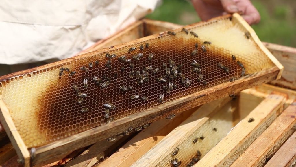 Linden honning: forskjeller, fordeler og skade, hvordan ta