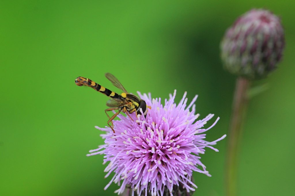 Các giống và loại mật ong là gì: dược tính và đặc điểm của chúng.