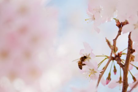 Jak včely vyrábějí med a proč?