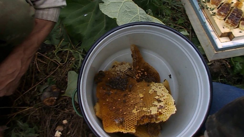 Divoký med: tam, kde sa zbiera, med z chrobákov