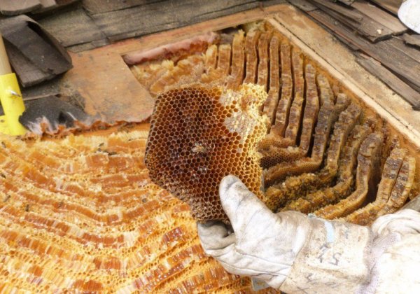 巴什基爾蜂蜜：整潔，如何與假貨區分開來
