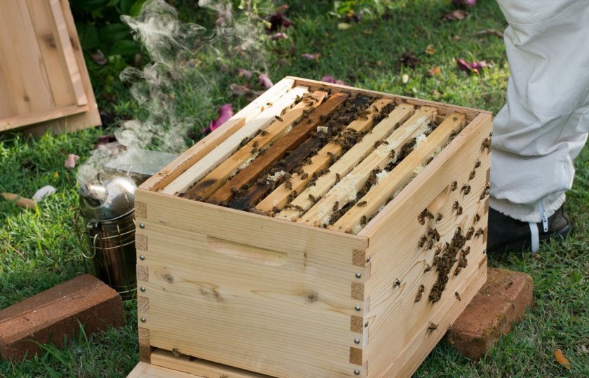 Tổ ong Langstroth-Ruth: đặc điểm, cách lắp ráp, bản vẽ và kích thước