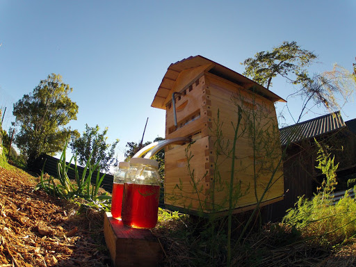 Sarang lebah dengan paip longkang madu