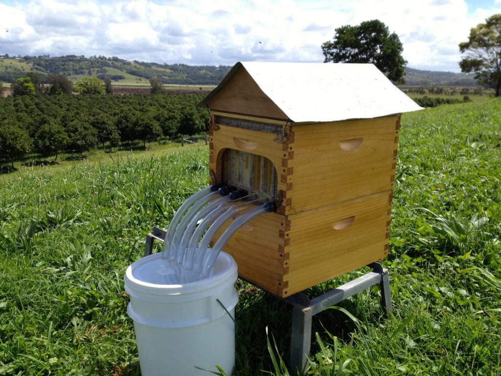 Colmena de abejas con grifo de drenaje de miel