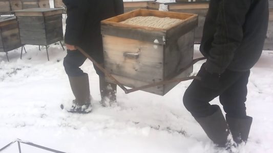Construye una casa de invierno para abejas con tus propias manos.