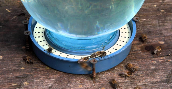 Napájačky pre včely, ako získať fľašu.