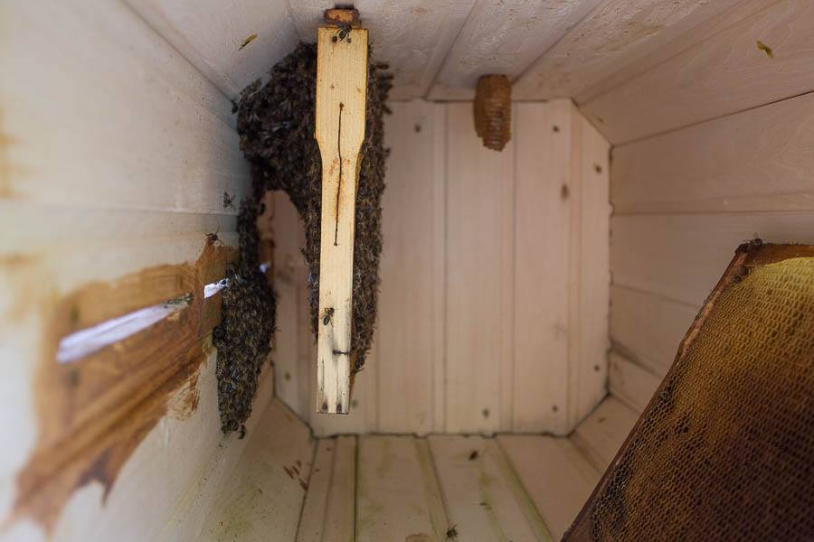 Hogyan készítsünk fedélzetet a méhek számára saját kezűleg?