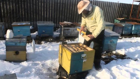 Kuinka tehdä mehiläisten ytimiä?