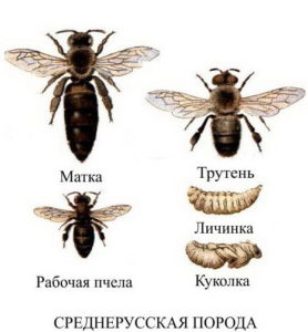 Rasa de albine din Rusia centrală: principalele lor caracteristici