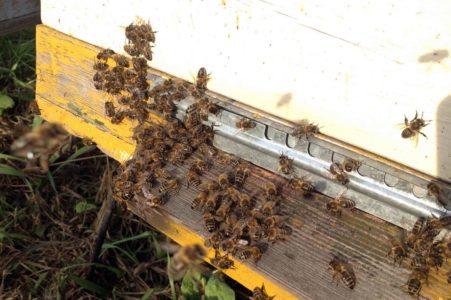 Rasa de albine din Rusia centrală: principalele lor caracteristici