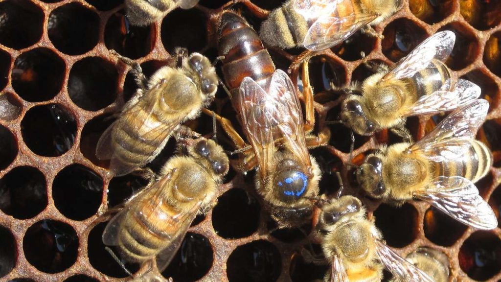 Mehiläisperhe: koostumus ja toiminnot