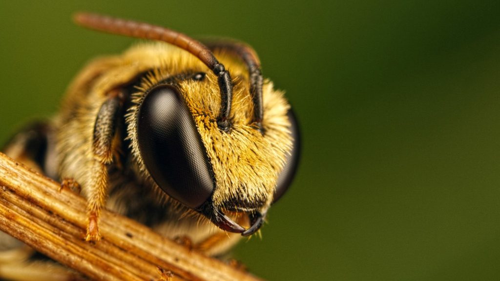 Họ ong: thành phần và chức năng