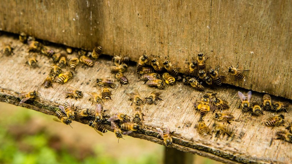 Keluarga lebah: komposisi dan fungsi