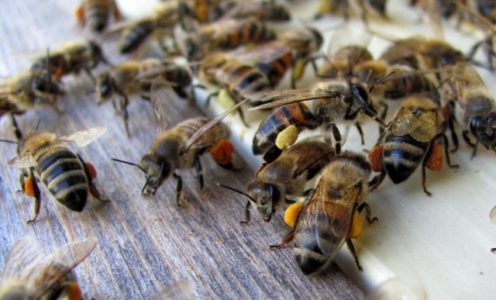 Bijenrassen en onderscheidende kenmerken van verschillende soorten bijen.