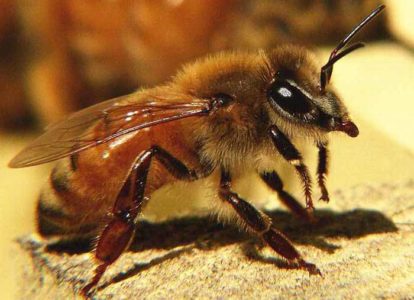 Bieraser og særegne egenskaper til ulike typer bier.