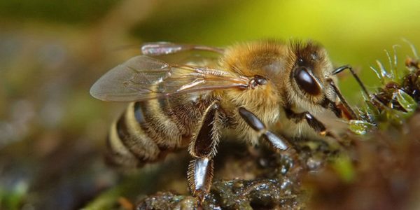 Razas de abejas y características distintivas de diferentes tipos de abejas.