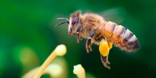 Méhfajták és a különböző méhfajták jellegzetes tulajdonságai.
