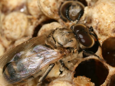 Ράτσες μελισσών και διακριτικά χαρακτηριστικά διαφορετικών τύπων μελισσών.