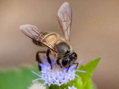 Plemená včiel a charakteristické vlastnosti rôznych druhov včiel.
