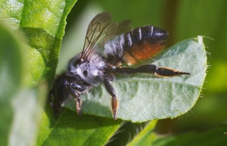 Baka lebah dan ciri-ciri tersendiri pelbagai jenis lebah.