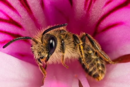 Bijenrassen en onderscheidende kenmerken van verschillende soorten bijen.