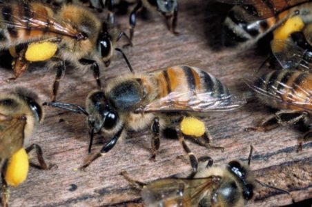 Các giống ong và đặc điểm phân biệt của các loại ong.