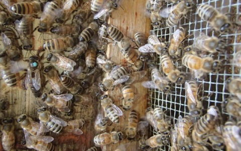 Mehiläisrodut ja erityyppisten mehiläisten erityispiirteet.