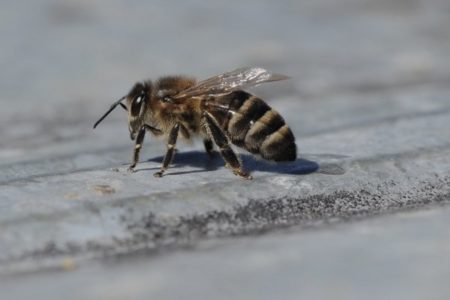 Včelí plemena a charakteristické vlastnosti různých druhů včel.