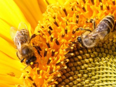 Baka lebah dan ciri-ciri tersendiri pelbagai jenis lebah.