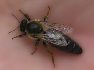 Mehiläisrodut ja erityyppisten mehiläisten erityispiirteet.