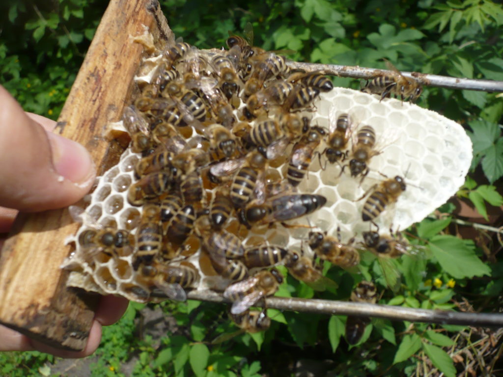 Het Karnika-bijenras en zijn eigenaardigheid