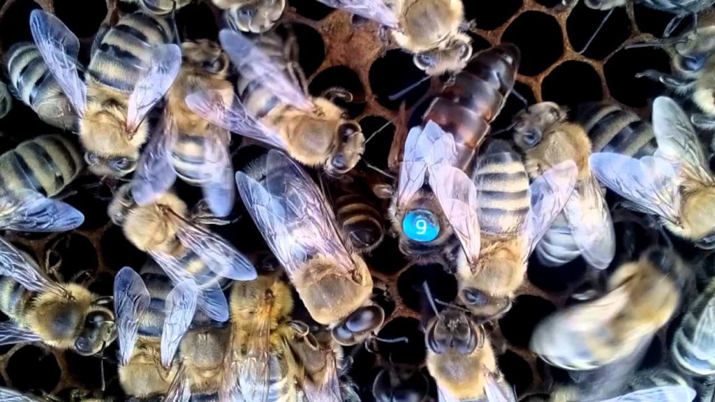 Baka lebah Karnika dan keanehannya
