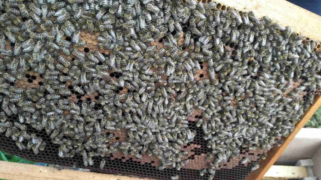 Karnika méhfajtája és sajátosságai