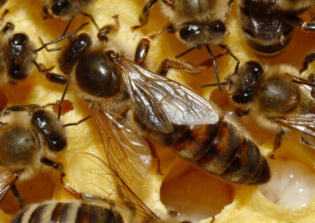 Baka lebah Karnika dan keanehannya