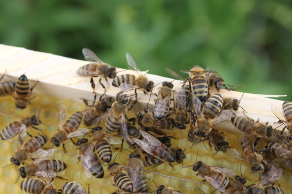 Giống ong Karnika và đặc thù của nó