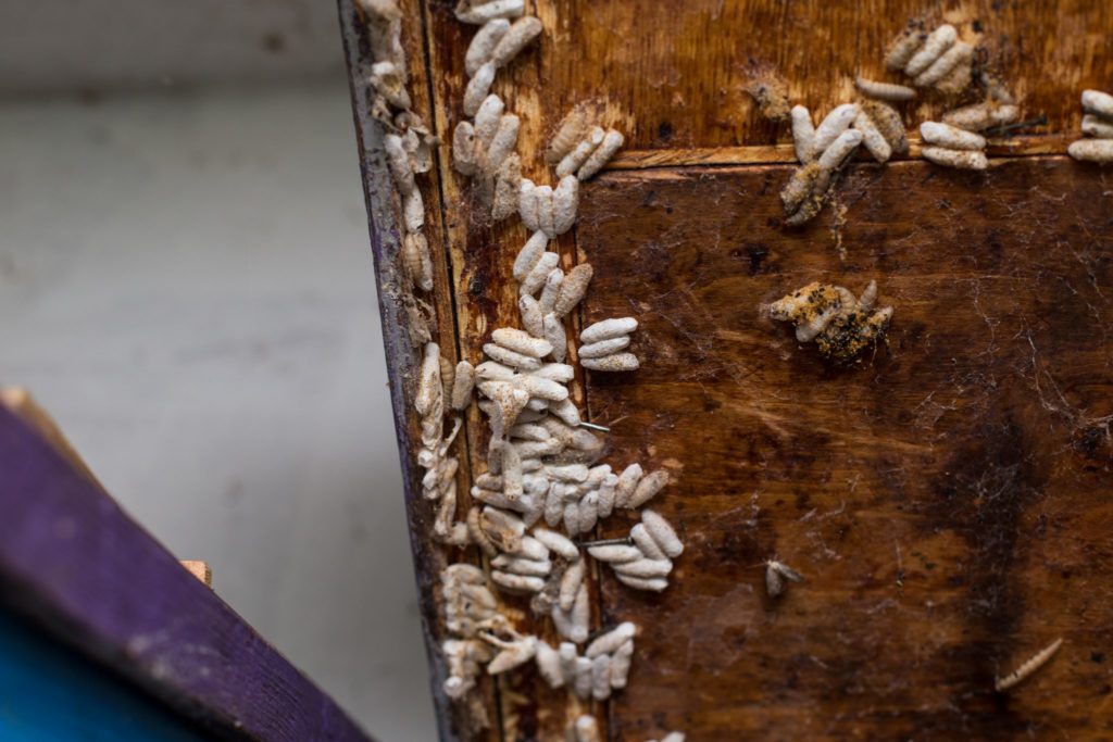 Beneficios para la salud de las larvas de abejas
