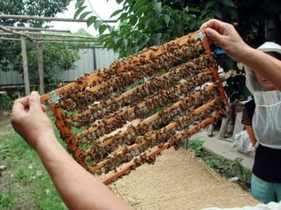 Penerangan tentang baka lebah Buckfast, mengapa ia mendapat permintaan di kalangan penternak lebah?