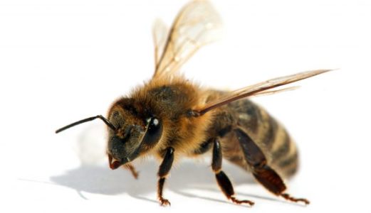 Descripción de la raza de abejas Buckfast, ¿por qué tienen demanda entre los apicultores?