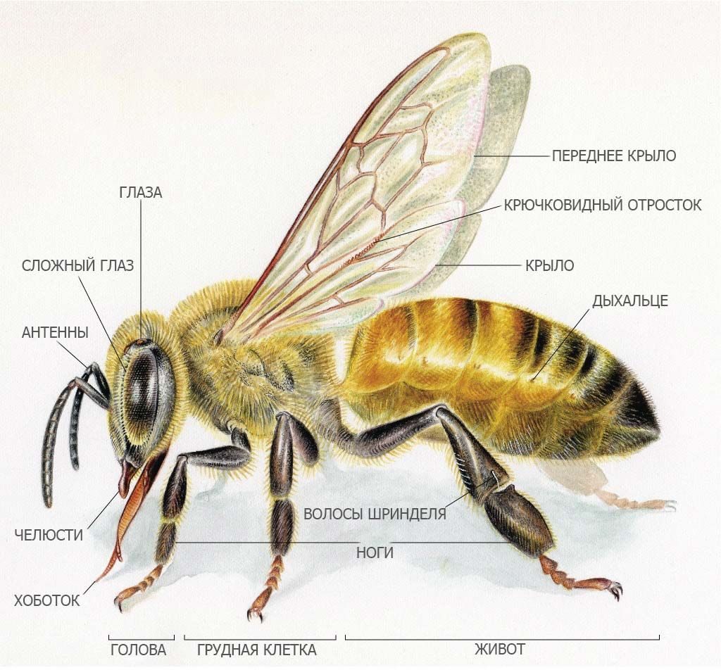 ¿Quién es una abeja melífera?