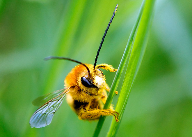 ¿Quién es una abeja melífera?