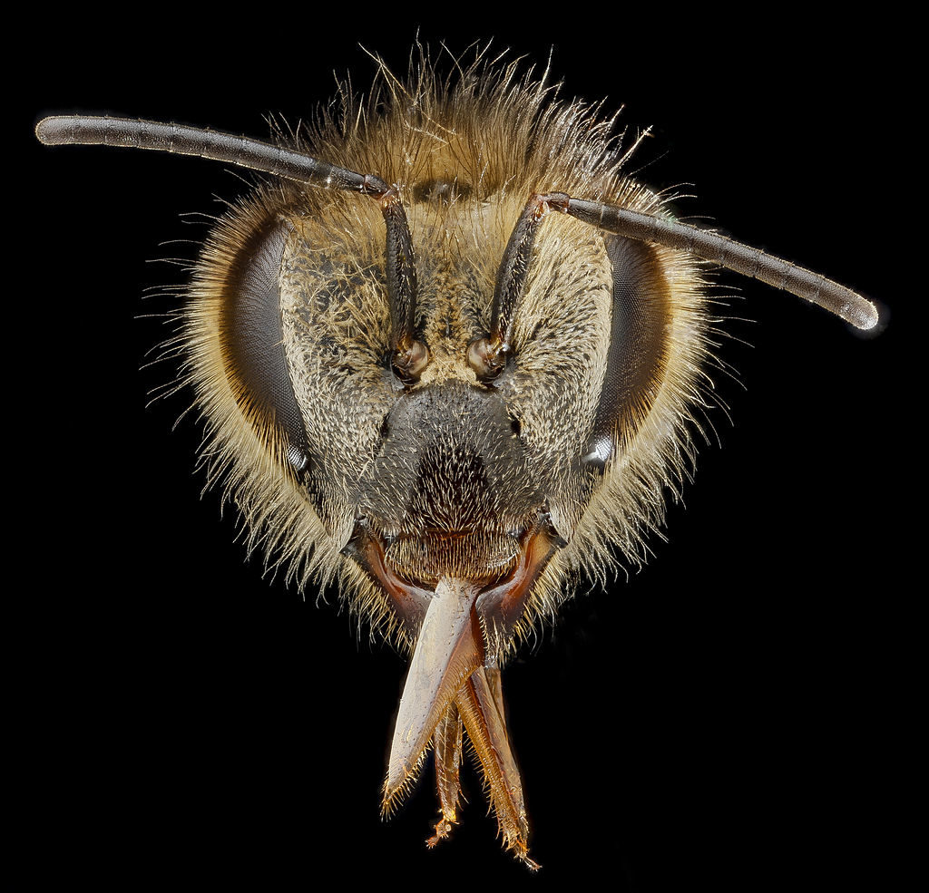 Siapa lebah madu?