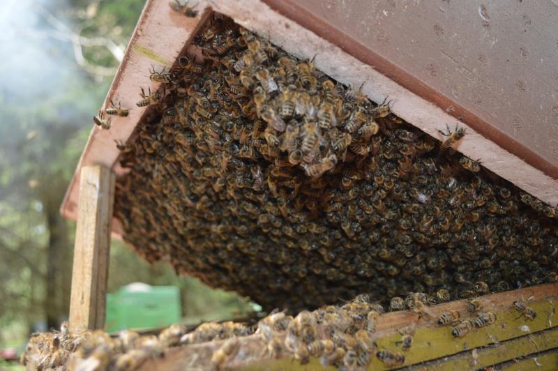 Baka lebah Carpathian: ciri-ciri kandungan