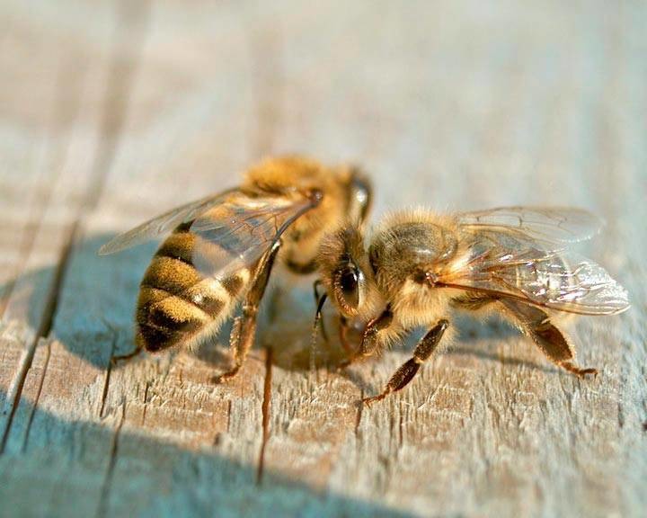 Karpatenras van bijen: kenmerken van de inhoud